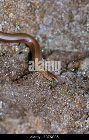 Ein brauner Blindwurm ( Anguis fragilis ) auf dem Boden Stockfoto