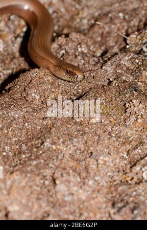 Kopf eins ein brauner Blindwurm ( Anguis fragilis ) auf dem Boden Stockfoto