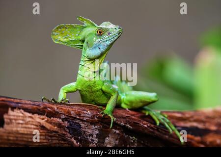 Männlich fließ Basilisk (Basiliscus plumifrons) auf einem Holzklotz sitzen, Costa Rica Stockfoto