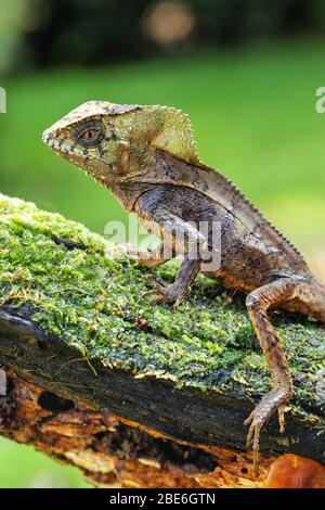 Glattes gerahmtes Iguana (Corytophanes cristatus), das auf einem Log sitzt, Costa Rica Stockfoto