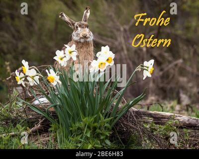 Ostergruß mit einem Kaninchen im Hintergrund Stockfoto