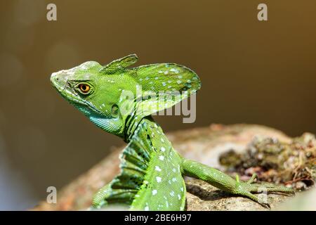 Der Mann stürzte auf einem Streich, Costa Rica, auf einem Basilisk (Basiliscus plumifrons) Stockfoto