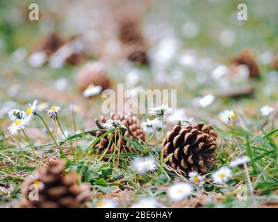 Mehrere Kiefer oder Pelzzapfen auf dem Boden im Wald mit Gänseblümchen an einem Sommertag gefallen. Die Reinigung im Wald mit den Geschenken des Waldes - die Kamille a Stockfoto