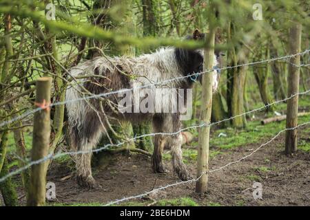 Pferd hinter Stacheldraht Zaun Stockfoto