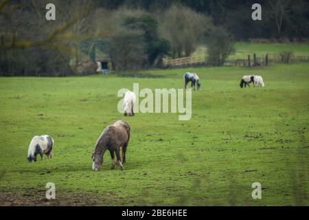 Pferde grasen auf frischem Gras Stockfoto