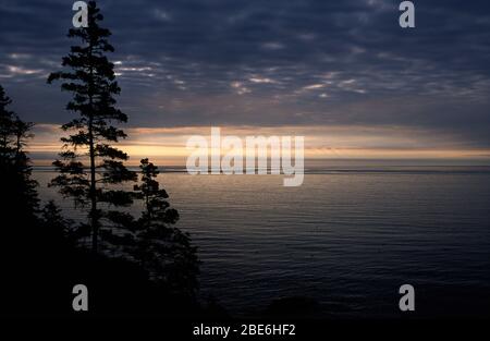 Forest Küstenlinie Silhouette, Acadia National Park, Maine Stockfoto