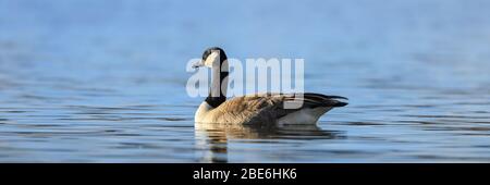 Eine einzige Kanadagans Branta canadensis, die in einem Teich schwimmt Stockfoto