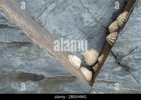 Limpet Muscheln am Felsboden befestigt Stockfoto