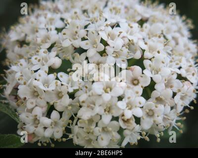 Nahaufnahme des sternenklaren weißen Blütenkopfes von Viburnum tinus 'Eve Price', einem wartungsarmen Strauch für eine schattige Grenze in einem englischen Garten. Stockfoto