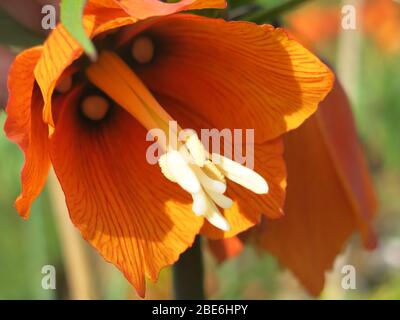 Botanische Nahaufnahme in der orangefarbenen Glockenblume der riesigen fritillaria imperialis, oder Krone kaiserlich, zeigt die langen Staubgefäße. Stockfoto