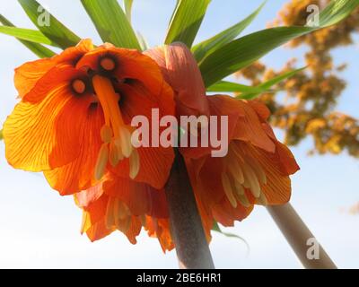 Foto nach oben schauend in die hängende orange Glockenblume der statuesken Lilienbirne, kennt fritillaria imperialis auch Kaisers Crown. Stockfoto