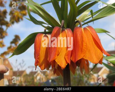 Fritillaria Imperialis ist ein Riese der Lilienfamilie, der im späten Frühjahr mit hängenden orangefarbenen Blütenglocken und einer Krone aus Blättern blüht. Stockfoto