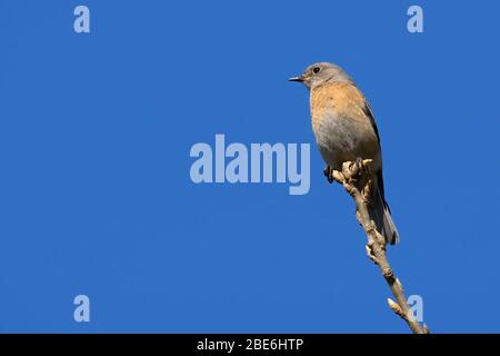 WESTERN Bluebird (Sialia mexicana), E. E. Wilson Wildlife Area, Oregon Stockfoto