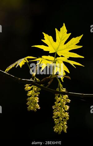 Bigleaf Maple (Acer macrophyllum) Blatt, Simpson Park, Albany, Oregon Stockfoto