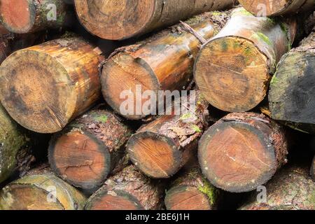 Gestapelte Protokolle in einem forstwirtschaftlichen Plantage Stockfoto
