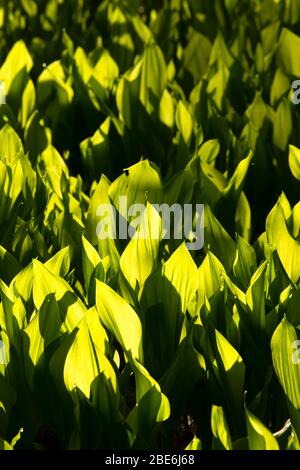 Wilde Lilie des Tals (Maianthemum canadensis), der Rhododendron Garten, Hendricks Park, Eugene, Oregon Stockfoto