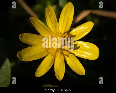 Makroaufnahme der gelben Blume mit wissenschaftlichem Namen: ficaria verna aber haben eine Menge verschiedener Namen: feige Butterbecher, kleiner Celandine, pilewort, kleine ce Stockfoto