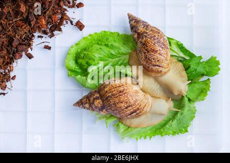 Eine große braune Schnecke - Ahaatin ahatina - Riesenschnecke, Achatina fulica, Lissachatina fulica Schnecken in einem Behälter fressen zu Hause grüne Blätter. Blick von oben, Nahaufnahme Stockfoto