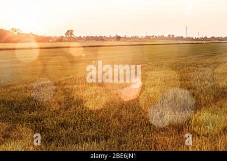 Abstrakt Bokeh Hintergrund von goldenem Reis in Paddy-Feld. Golden Ripe Rice Grains in the Sunshine, dem Paddy Field von Thailand. Feld der trockenen goldenen Wh Stockfoto