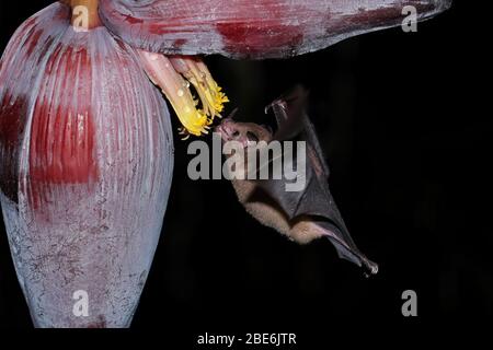 Orangefarbene Nektarfledermaus (Lonchophylla robusta), die sich an Bananenblüten in Costa Rica ernährt Stockfoto