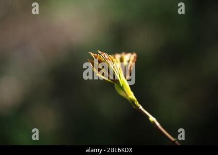 Haselnussbaum ein einziges junges Blatt bricht im Frühling durch Stockfoto