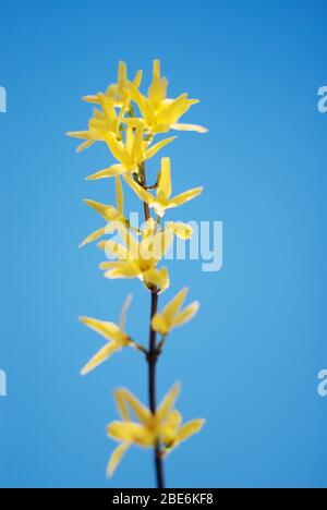 Forsythia Zweig blühend gelb Stockfoto