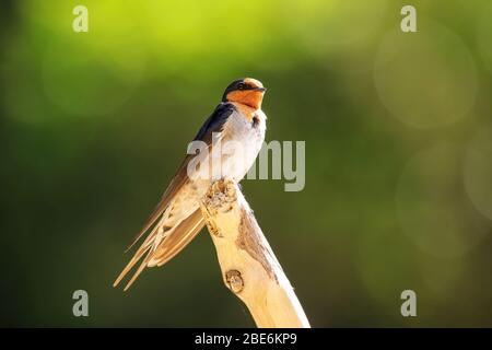 Welcome Swallow (Hirundo tahitica) auf einem Stock sitzend, Abel Tasman National Park, South Island, Neuseeland Stockfoto