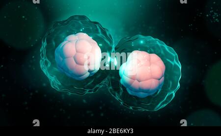 Abbildung der artisitischen 3D-Darstellung von Zellteilung, Mitose oder Meiose. Genetische Replikation von Zellen mit Zellkern, Membran und Zytoplasma. Genetik, Bi Stockfoto