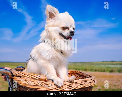 Kleiner Chihuahua Hund auf Fahrradkorb reiten. Welpen, die mit Menschen unterwegs in der Dünengegend der Insel Schiermonnikoog in den Niederlanden unterwegs sind. Aktiv Stockfoto