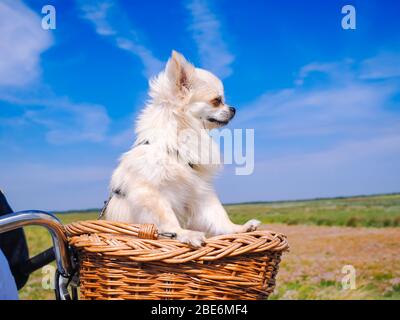 Kleiner Chihuahua Hund auf Fahrradkorb reiten. Welpen, die mit Menschen unterwegs in der Dünengegend der Insel Schiermonnikoog in den Niederlanden unterwegs sind. Aktiv Stockfoto