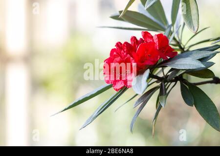 Nahaufnahme von blühenden bunten Azaleen in Treibhaus an sonnigen Tag, weiche Fokus, verschwommener Hintergrund. Blühende rote Rhododendren drinnen Stockfoto
