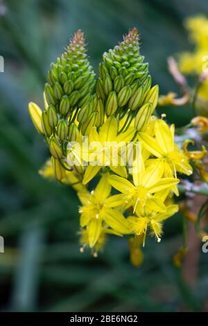 Blüten der vergilbenen Form der halbwinterlichen Sukkulente Bulbine frutescens Stockfoto