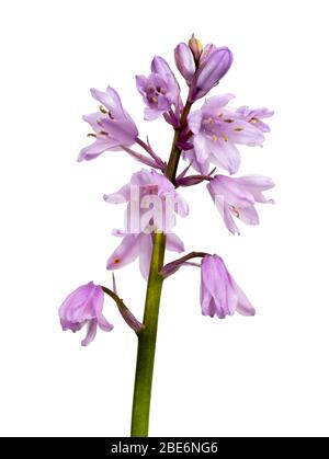 Rosa blühende Form des spanischen und englischen Bluebell-Kreuzes, Hyacinthoides x massartiana, auf weißem Hintergrund Stockfoto