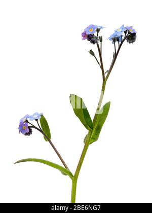 Einzelne blühende Stängel des Holzes vergessen mich nicht, Myosotis sylvatica, auf einem weißen Hintergrund Stockfoto