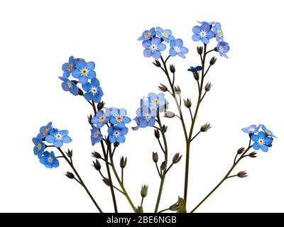 Einzelne blühende Stängel des Holzes vergessen mich nicht, Myosotis sylvatica, auf einem weißen Hintergrund Stockfoto