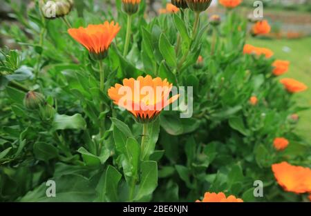 Orange Calendula Blumen im Garten von Cuzco, Peru, Südamerika Stockfoto