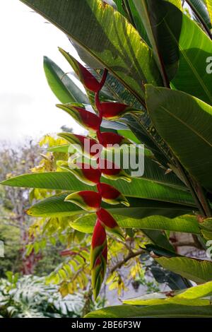 Heliconia rostrata Ruiz & Pav. – falscher Paradiesvogel Stockfoto