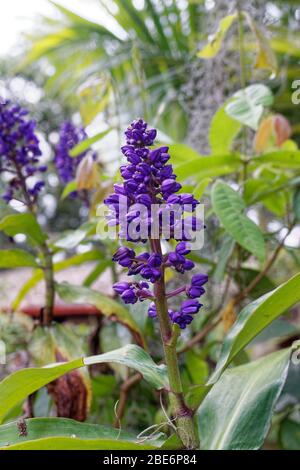 Blauer Ingwer Dischorisandra thyrsiflora Wildblume Stockfoto