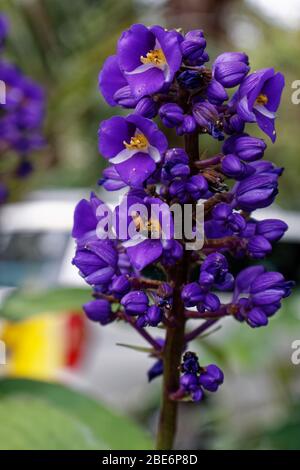 Blauer Ingwer Dischorisandra thyrsiflora Wildblume Stockfoto