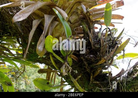 Orchideen auf Baum in Kolumbien Stockfoto