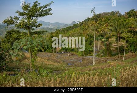Dorfbewohner arbeiten den Boden für Reis alle zusammen mit großen Buffallo im ländlichen Westen Java, Indonesien in der Nähe von Hügeln in Dunst gesichtet Stockfoto