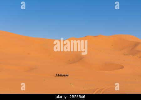 Kamelzug in der Ferne Sanddünen in der Sahara durchqueren Stockfoto