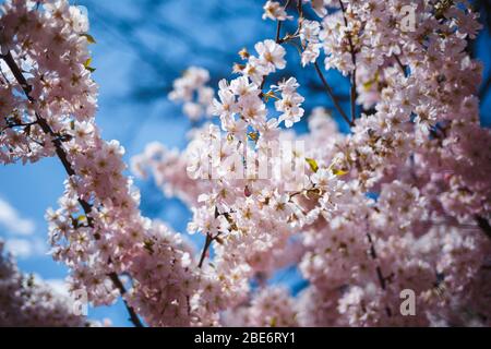 Die Zweige sakura mit den Blüten auf dem Baum in den Straßen in der Stadt. Baum mit Blumen im Frühling in weiß und rosa blühend. Kirschzweige oder Bloomin Stockfoto