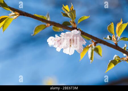 Die Zweige sakura mit den Blüten auf dem Baum in den Straßen in der Stadt. Baum mit Blumen im Frühling in weiß und rosa blühend. Kirschzweige oder Bloomin Stockfoto