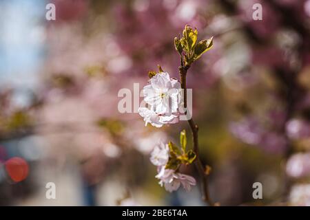 Die Zweige sakura mit den Blüten auf dem Baum in den Straßen in der Stadt. Baum mit Blumen im Frühling in weiß und rosa blühend. Kirschzweige oder Bloomin Stockfoto