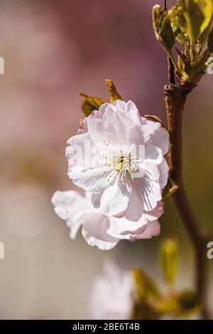 Die Zweige sakura mit den Blüten auf dem Baum in den Straßen in der Stadt. Baum mit Blumen im Frühling in weiß und rosa blühend. Kirschzweige oder Bloomin Stockfoto