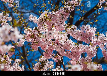 Die Zweige sakura mit den Blüten auf dem Baum in den Straßen in der Stadt. Baum mit Blumen im Frühling in weiß und rosa blühend. Kirschzweige oder Bloomin Stockfoto