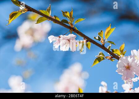 Die Zweige sakura mit den Blüten auf dem Baum in den Straßen in der Stadt. Baum mit Blumen im Frühling in weiß und rosa blühend. Kirschzweige oder Bloomin Stockfoto