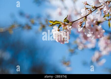 Die Zweige sakura mit den Blüten auf dem Baum in den Straßen in der Stadt. Baum mit Blumen im Frühling in weiß und rosa blühend. Kirschzweige oder Bloomin Stockfoto