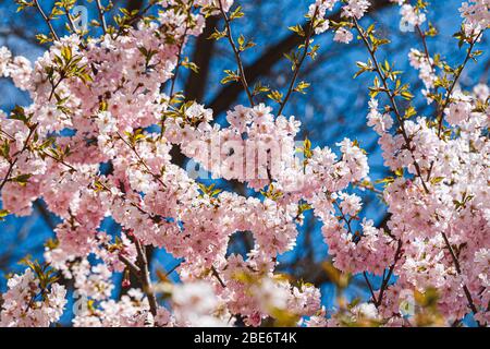 Die Zweige sakura mit den Blüten auf dem Baum in den Straßen in der Stadt. Baum mit Blumen im Frühling in weiß und rosa blühend. Kirschzweige oder Bloomin Stockfoto